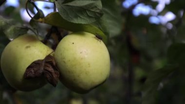 Yeşil bir elma ağaç dalında asılı, olgun bir elma yenebilir, vitaminler ağaçta.