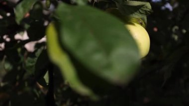 Yeşil bir elma ağaç dalında asılı, olgun bir elma yenebilir, vitaminler ağaçta.