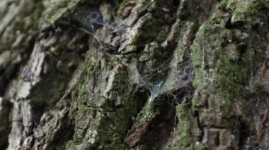 Ağaç kabuğu, ağaç ağı, ceviz kabuğu, ahşap doku.