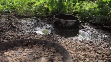 Tavuklar ve ördekler için tahıl, kirli su, bataklıkta, kırsalda kase
