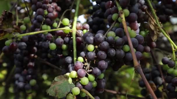 Uvas Penduradas Num Ramo Muitas Uvas Azuis Para Vinho Ainda — Vídeo de Stock