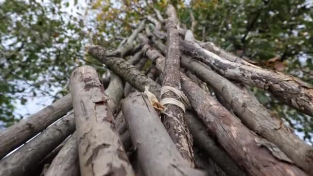 Stare Drzewa Ułożone Fasola Nich Rośnie — Wideo stockowe