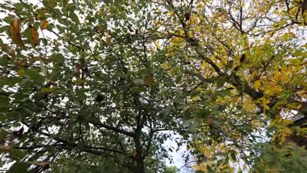 木の葉は風景ですが 木に収穫はなく 葉はすぐに落ちるでしょう — ストック動画