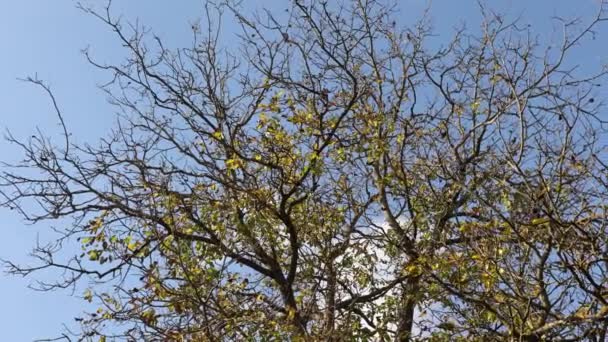 黄色の秋の葉は木に掛け 美しい秋の木は黄色に変わり 10月は庭にあります — ストック動画