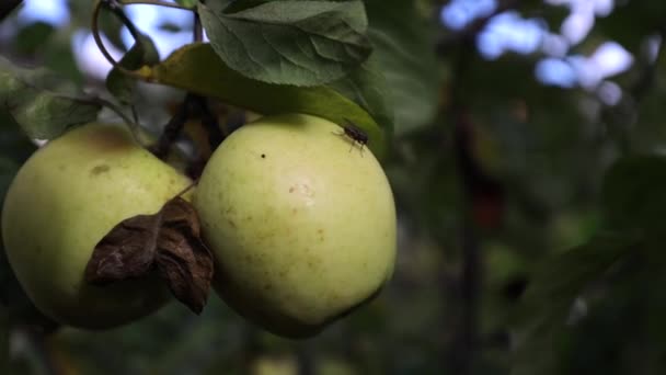 Une Pomme Verte Pend Sur Une Branche Arbre Une Pomme — Video