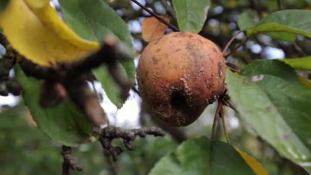 Rotten Apple Hangs Tree Branch Apple Picked Overripe — Stock Video