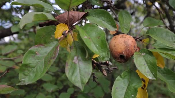 腐烂的苹果挂在树枝上 没有摘苹果 而且已经熟透了 — 图库视频影像