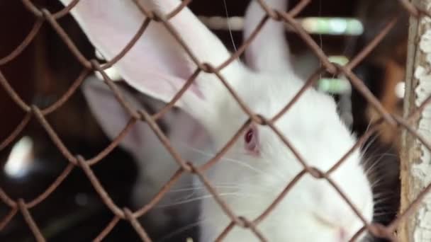Schöne Weiße Kaninchen Käfig Hölzerner Kaninchenkäfig Kleines Weißes Flauschiges Kaninchen — Stockvideo