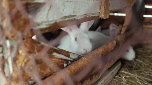 Красивые Белые Кролики Клетке Деревянная Кроличья Клетка Маленький Белый Пушистый — стоковое видео