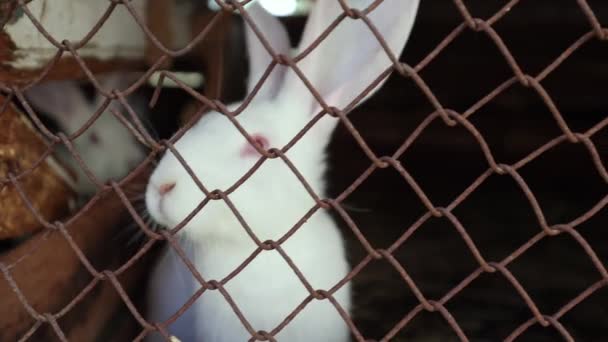 美丽的白色兔子在笼中 木制兔子笼 白色绒毛小兔子 — 图库视频影像