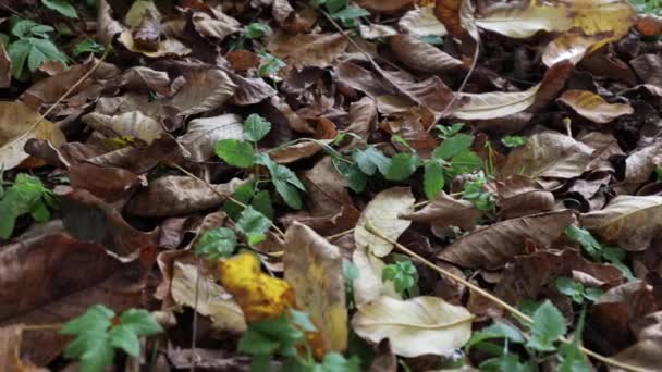 Herfst Bladeren Liggen Het Park Geel Gedroogde Bladeren Tuin — Stockvideo