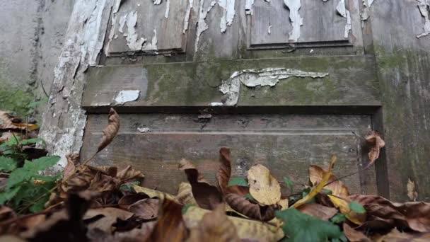 Vieilles Portes Usées Peinture Pelant Soleil Pluie Locaux Abandonnés Milieu — Video