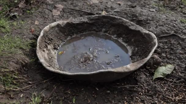鸡鸭饮水槽 沼泽里的碗 — 图库视频影像