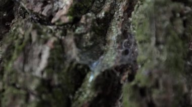 Ağaç kabuğu, ağaç ağı, ceviz kabuğu, ahşap doku.