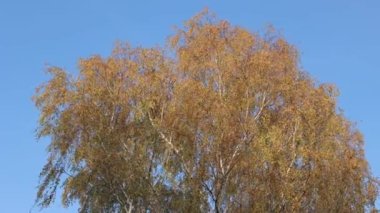 Mavi gökyüzünün arka planında huş ve sarı yapraklar, sonbahar huş ağacı, güzel sarı yapraklar