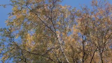 Mavi gökyüzünün arka planında huş ve sarı yapraklar, sonbahar huş ağacı, güzel sarı yapraklar