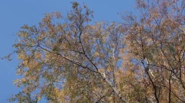 Mavi gökyüzünün arka planında huş ve sarı yapraklar, sonbahar huş ağacı, güzel sarı yapraklar