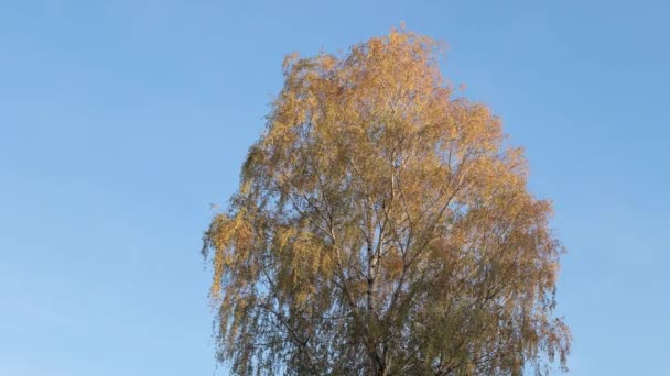 Abedul Hojas Amarillas Fondo Del Cielo Azul Abedul Otoño Hermosas — Vídeos de Stock