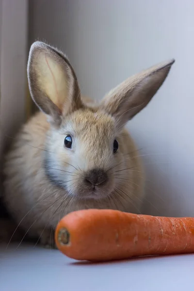 Wesoły i szczęśliwy ozdobny królik z pomarańczową marchewką z bliska. Zajączek wielkanocny — Zdjęcie stockowe