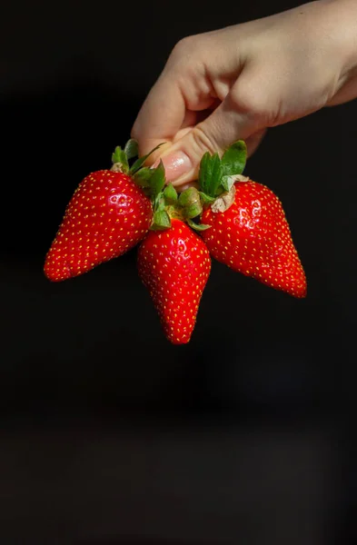 A womans hand holds three large juicy, ripe red strawberries by the ponytails on a black background. Summer delicious and healthy berries. Good harvest. Healthy food. — Stock Photo, Image