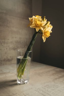 Bir bardak suyun içindeki sarı nergisler. Durgun hayat. Gün ışığı.