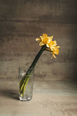 Bir bardak suyun içindeki sarı nergisler. Durgun hayat. Gün ışığı.