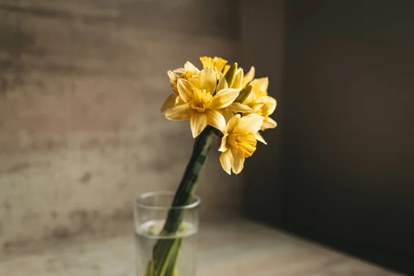 Bir bardak suyun içindeki sarı nergisler. Durgun hayat. Gün ışığı.