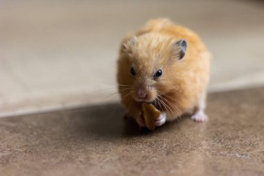 Tatlı ve komik bir kırmızı Suriyeli hamster arka planda ceviz yiyor. Ev hayvanı..