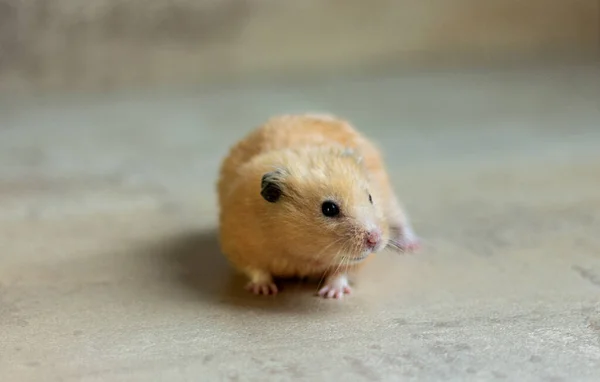 Ein niedlicher und lustiger roter syrischer Hamster auf hellem Hintergrund. Lieblingstier. — Stockfoto