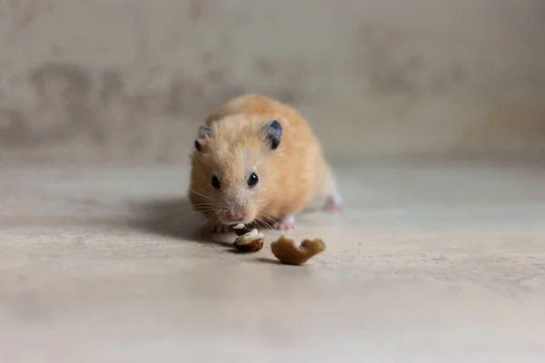 Ein süßer und lustiger roter syrischer Hamster frisst eine Walnuss auf hellem Hintergrund. Lieblingstier. — Stockfoto