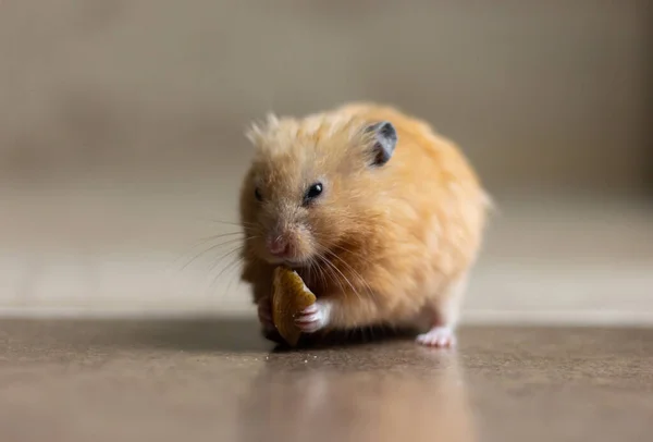 Ein süßer und lustiger roter syrischer Hamster frisst eine Walnuss auf hellem Hintergrund. Lieblingstier. — Stockfoto