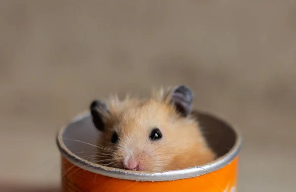 Turuncu karton kavanozda kırmızı Suriye hamsterı. Neşeli ve komik bir hayvan. — Stok fotoğraf