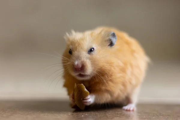 Tatlı ve komik bir kırmızı Suriyeli hamster arka planda ceviz yiyor. Ev hayvanı.. — Stok fotoğraf