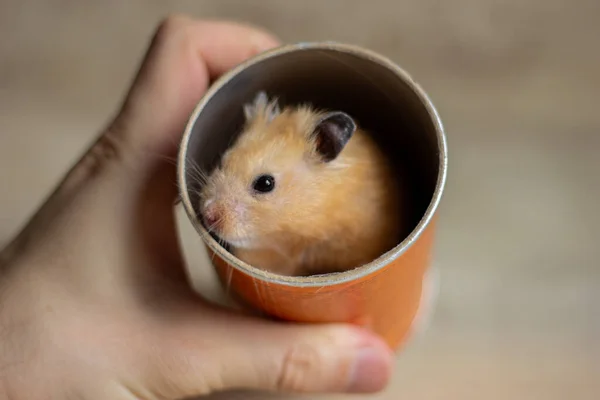 Roter syrischer Hamster in einem orangefarbenen Pappglas. Heiteres und lustiges Tier. — Stockfoto