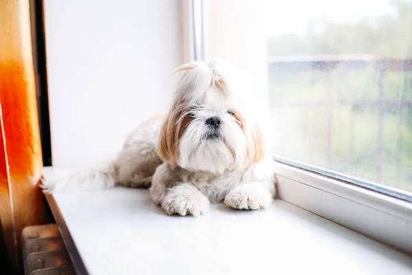 Triste shih tzu cão na janela. Preparação — Fotografia de Stock