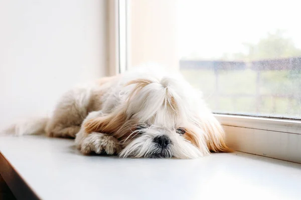 Λυπηρό σκυλί shih tzu στο παράθυρο. Περιποίηση — Φωτογραφία Αρχείου