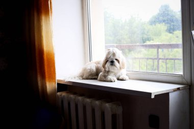 Pencerede üzgün shih tzu köpeği. Tımarlama