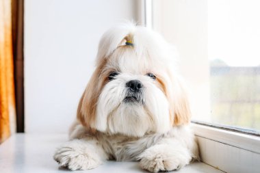 Pencerede üzgün shih tzu köpeği. Tımarlama