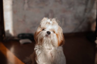 Üzgün shih tzu köpeği yerde yatıyor. Tımarlama