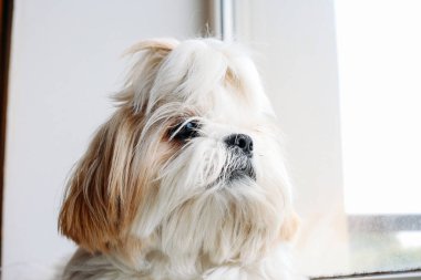 Pencerede üzgün shih tzu köpeği. Tımarlama