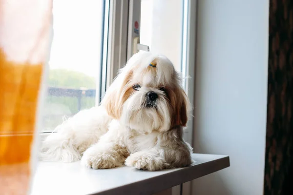 Triste shih tzu cão na janela. Preparação — Fotografia de Stock