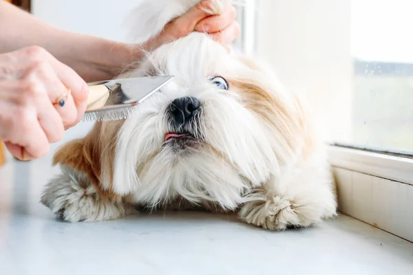 ウィンドウ上の面白い潮吹き犬。グルーミング。櫛. — ストック写真