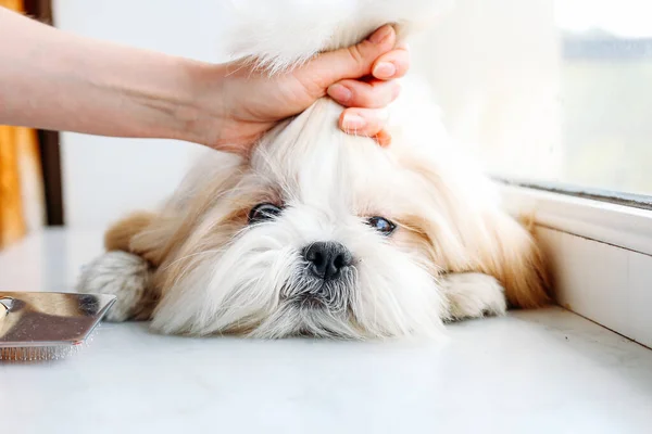 Αστεία shih tzu σκυλί στο παράθυρο. Περιποίηση. Κομπ. — Φωτογραφία Αρχείου