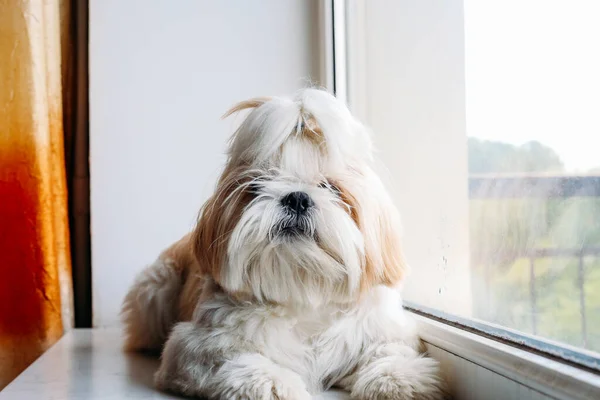 Λυπηρό σκυλί shih tzu στο παράθυρο. Περιποίηση — Φωτογραφία Αρχείου