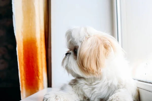 Szomorú shih tzu kutya az ablakon. Tisztálkodás — Stock Fotó