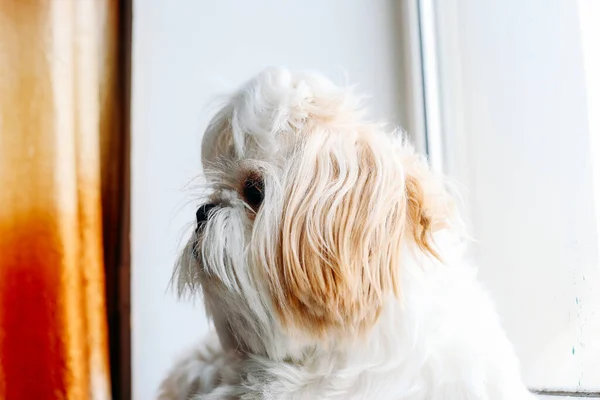 Pencerede üzgün shih tzu köpeği. Tımarlama