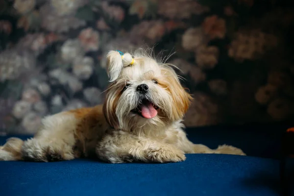 Üzgün shih tzu köpeği yerde yatıyor. Tımarlama