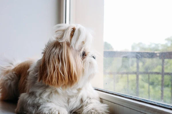 Sad shih tzu狗在窗户上。仪容整洁 — 图库照片