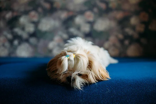 Üzgün shih tzu köpeği yerde yatıyor. Tımarlama