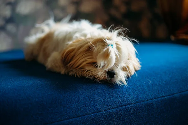 Triste perro shih tzu yace en el suelo. Aseo — Foto de Stock